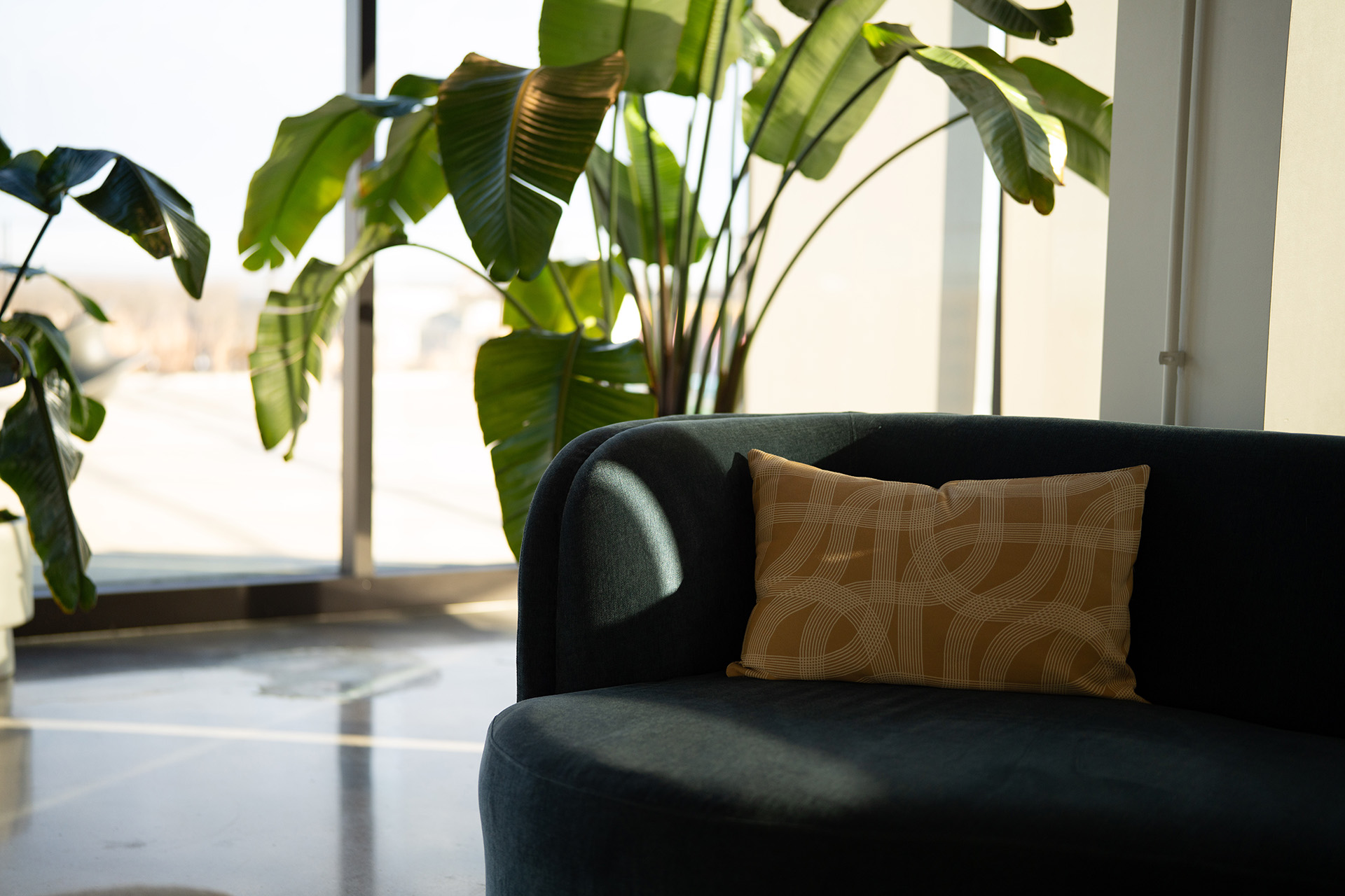 A still life with plants and windows in the Ledger, Robbins Financials' office in Bentonville, AR